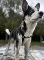 Das Freitagshundebild – Ein Monat Masha