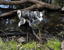 Das Freitagshundebild – Wasserklo auf Hundeart