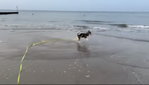 Das Freitagshundevideo – Der junge Hund und das Meer